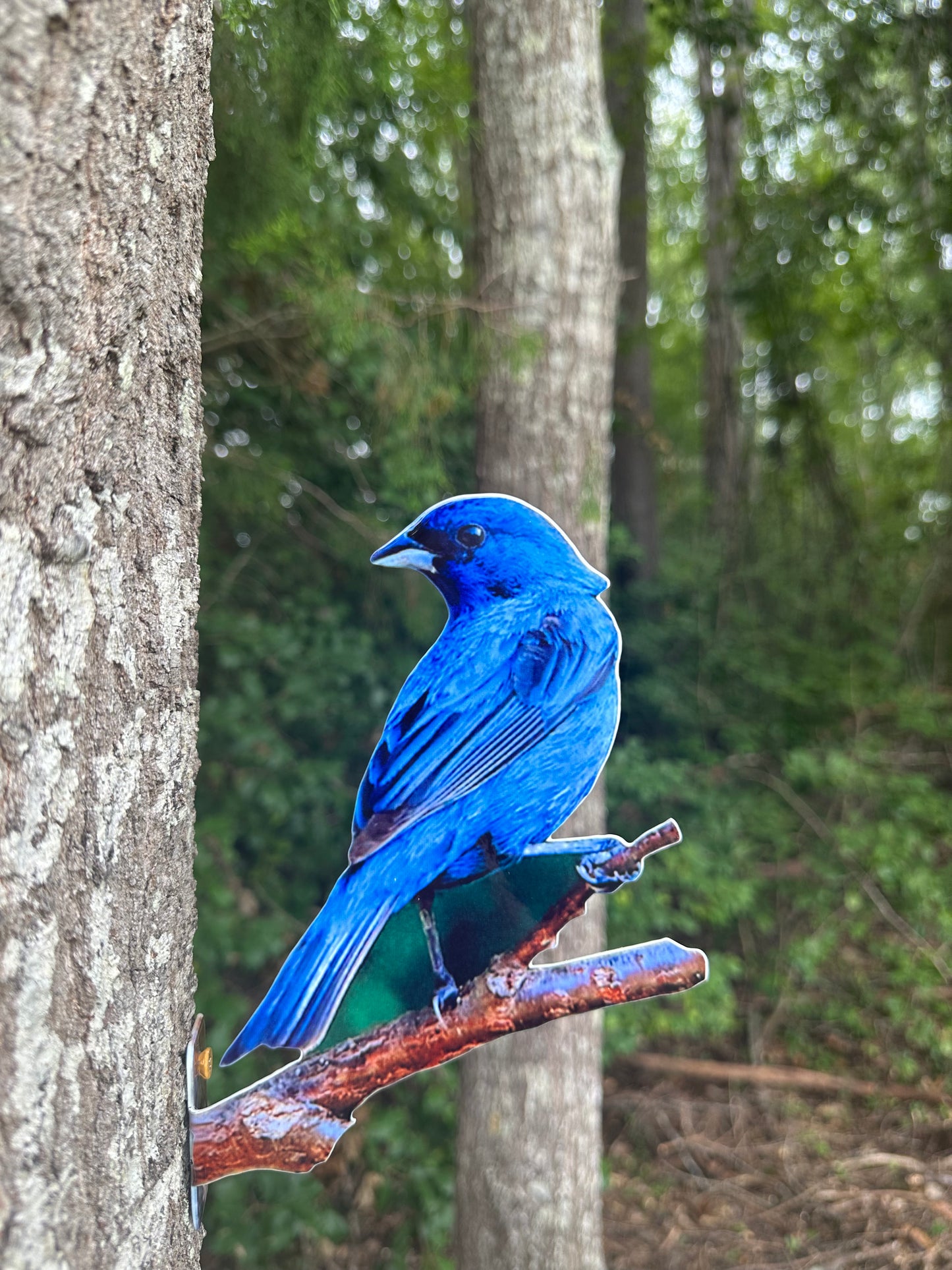 Indigo Bunting tree mount