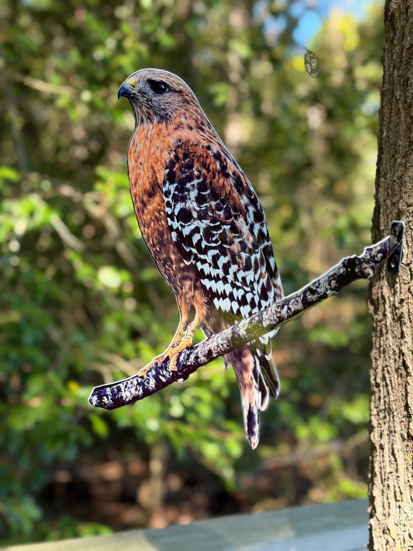 Red Shoulder Hawk