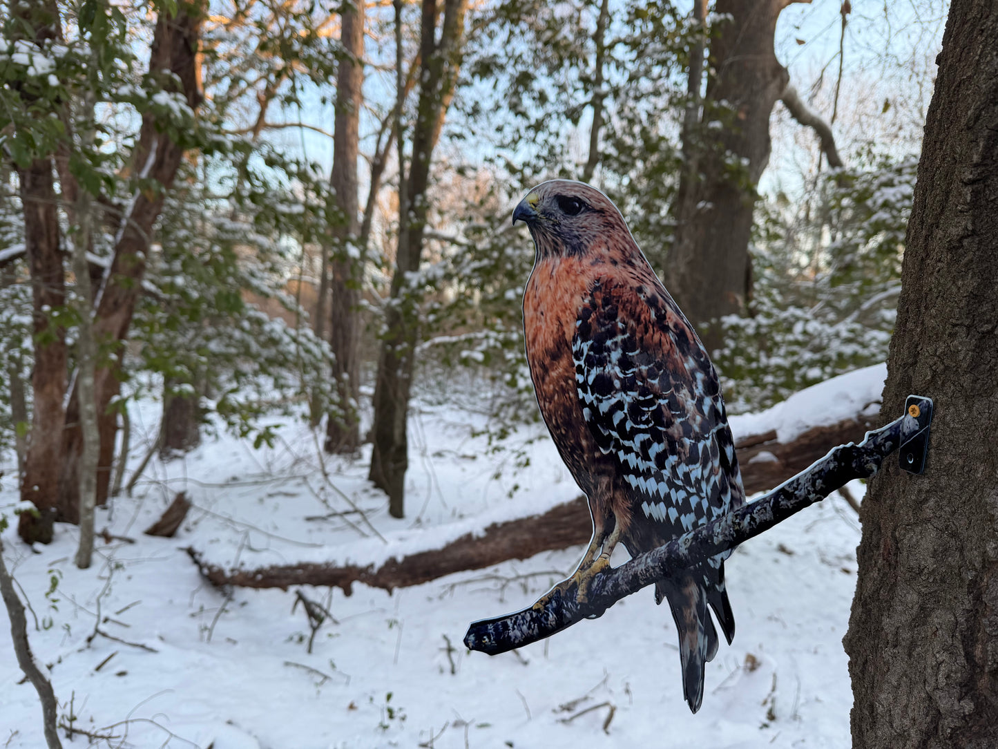 Red Shoulder Hawk