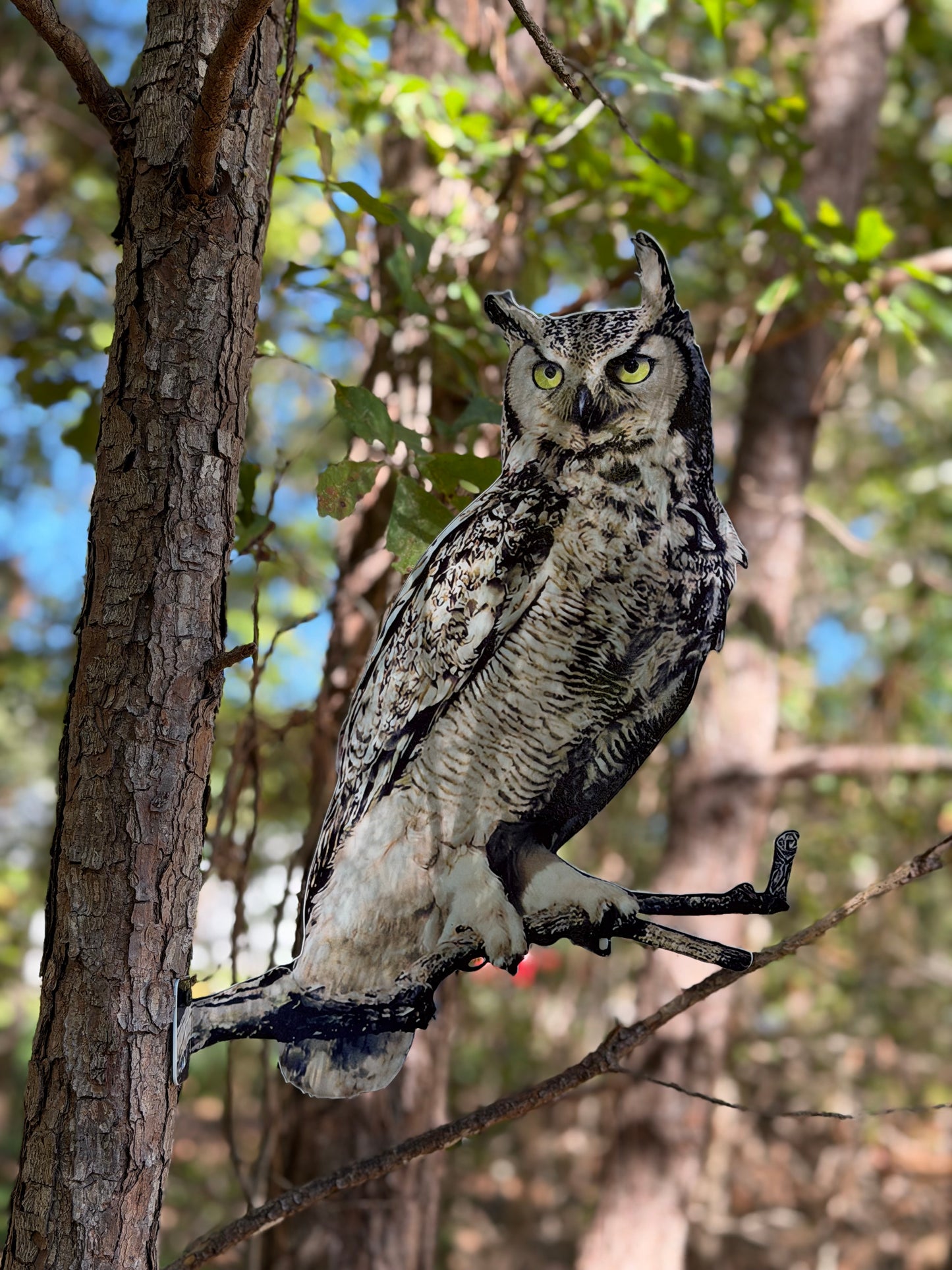 Great Horned Owl