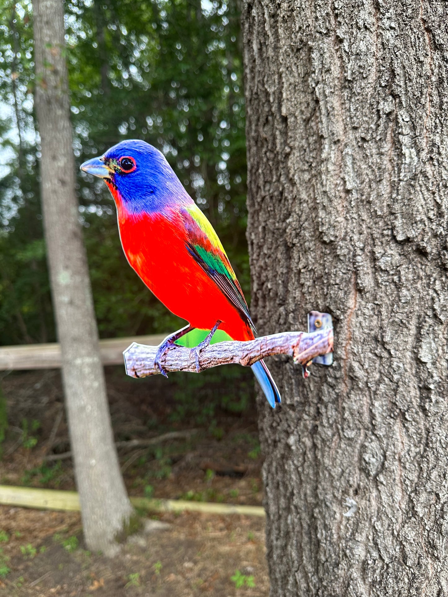 Painted Bunting