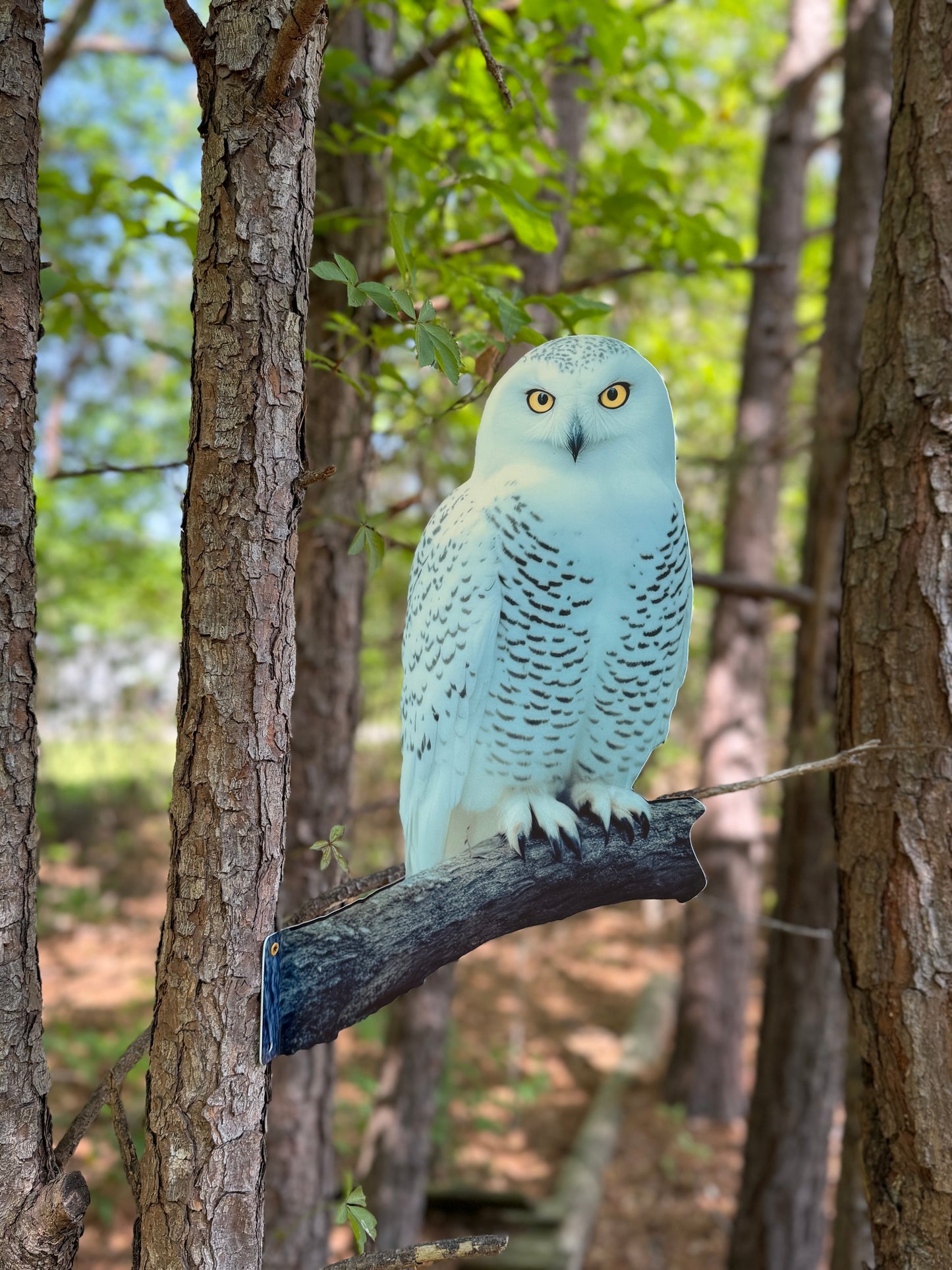 Snowy owl