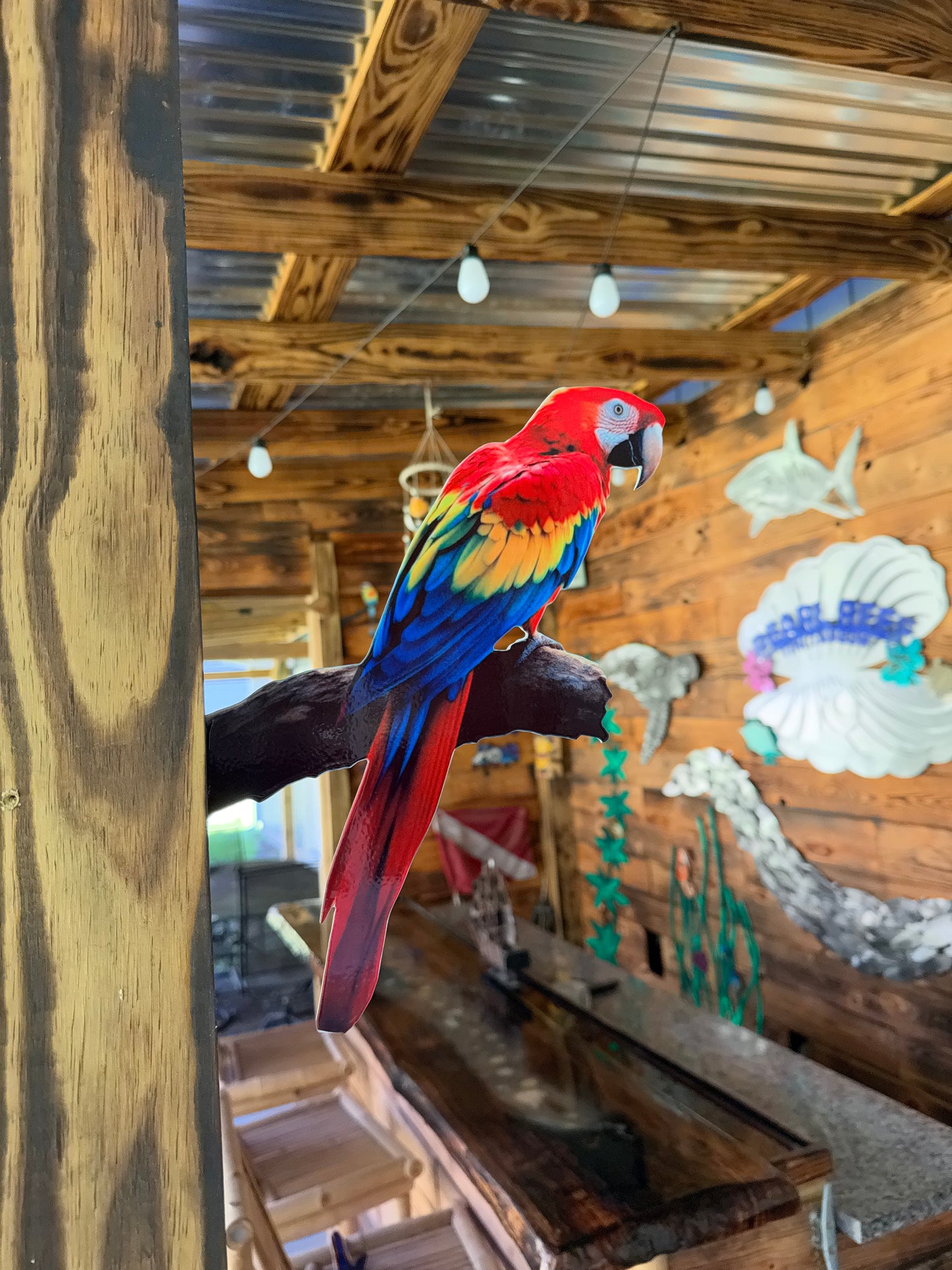 Scarlet Macaw