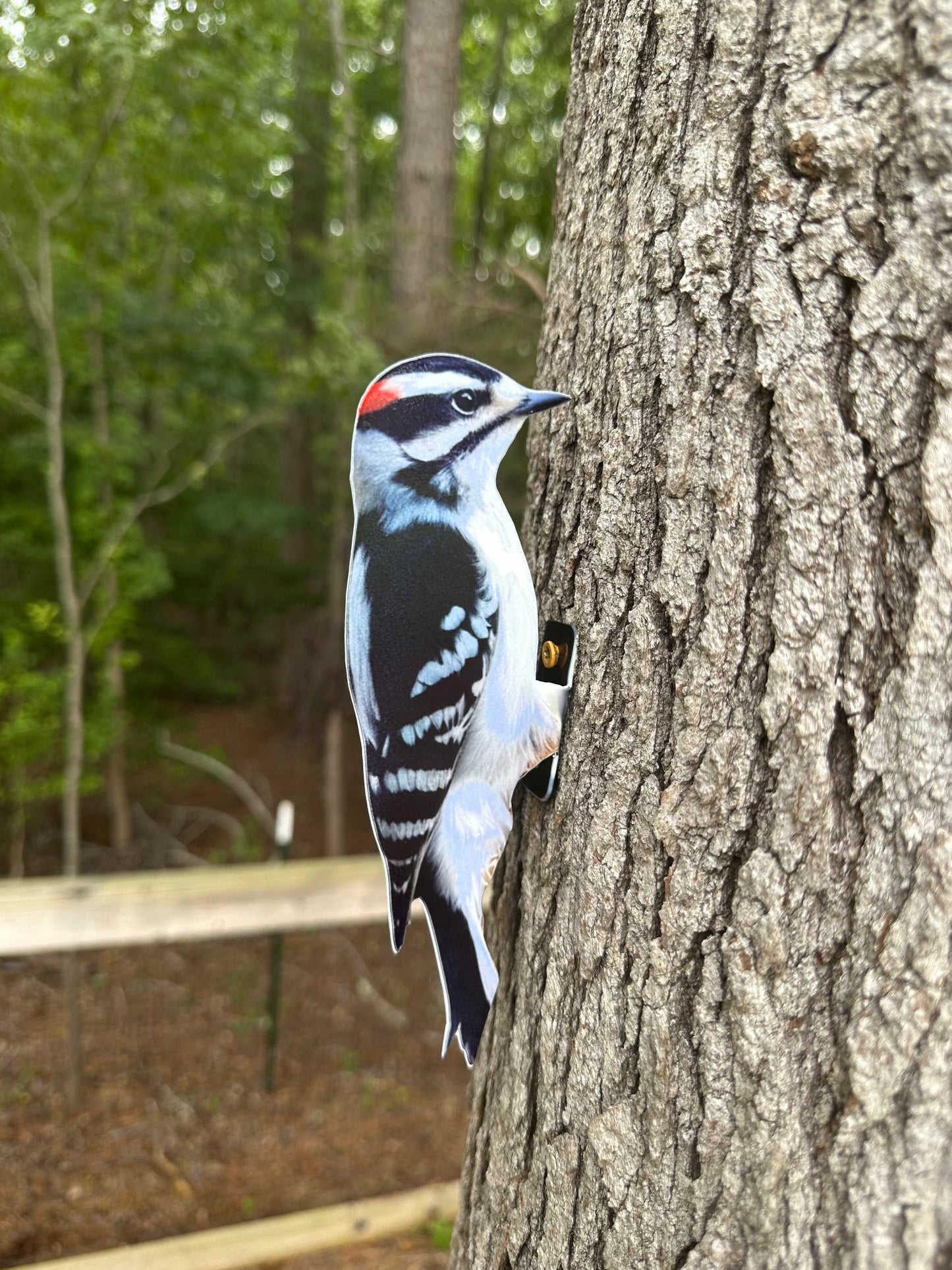 Downy Woodpecker tree/post mount