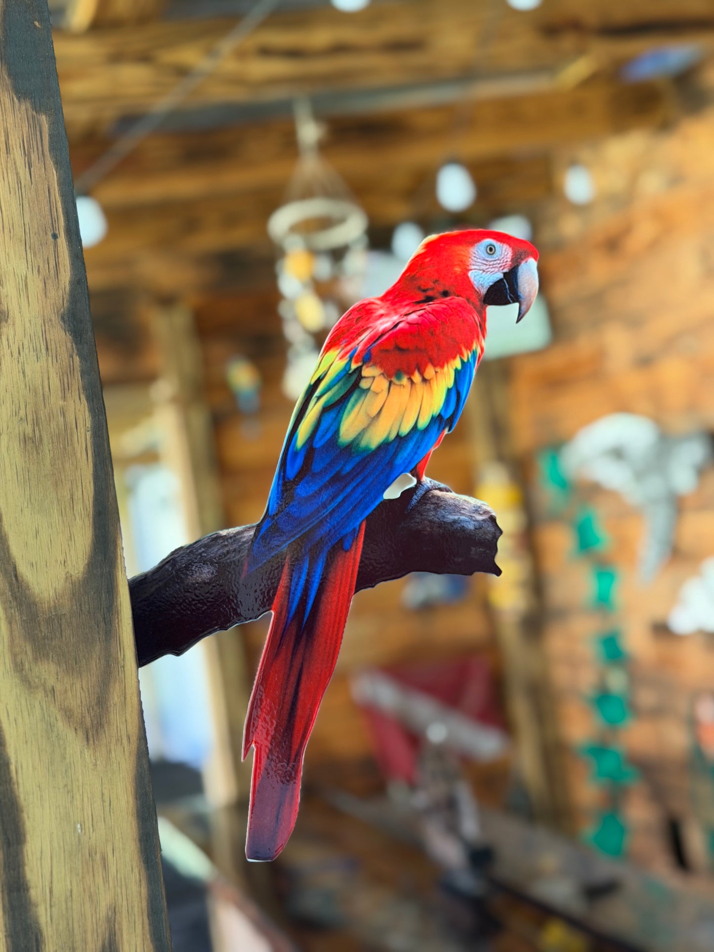 Scarlet Macaw