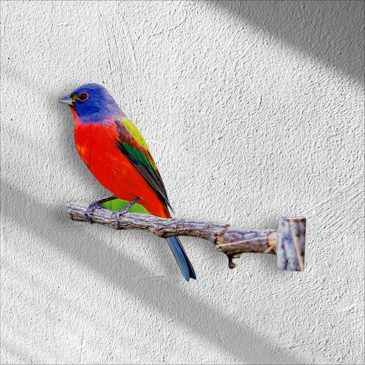Painted Bunting