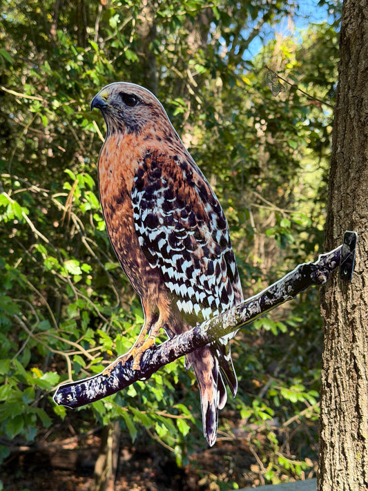 Red Shoulder Hawk