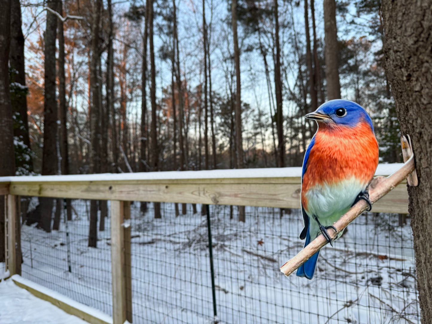 Eastern Blue bird tree/post mount