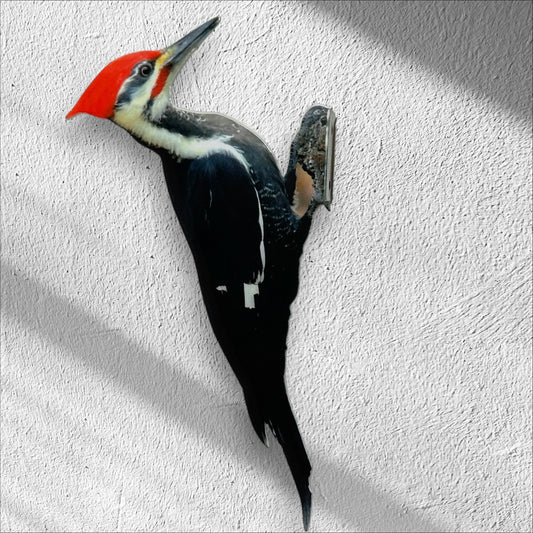 Pileated Woodpecker tree /post mount