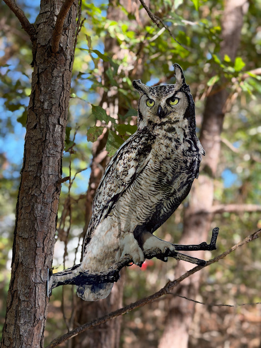 Great Horned Owl