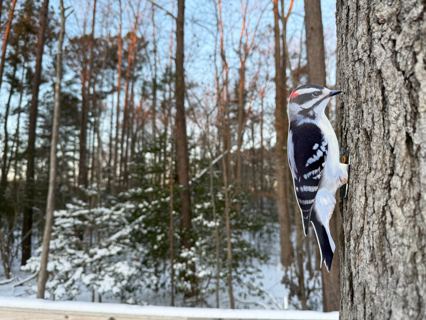 Downy Woodpecker tree/post mount