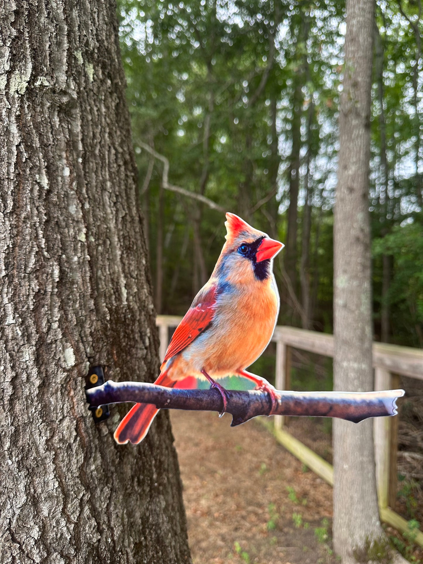 Cardinal female tree mount