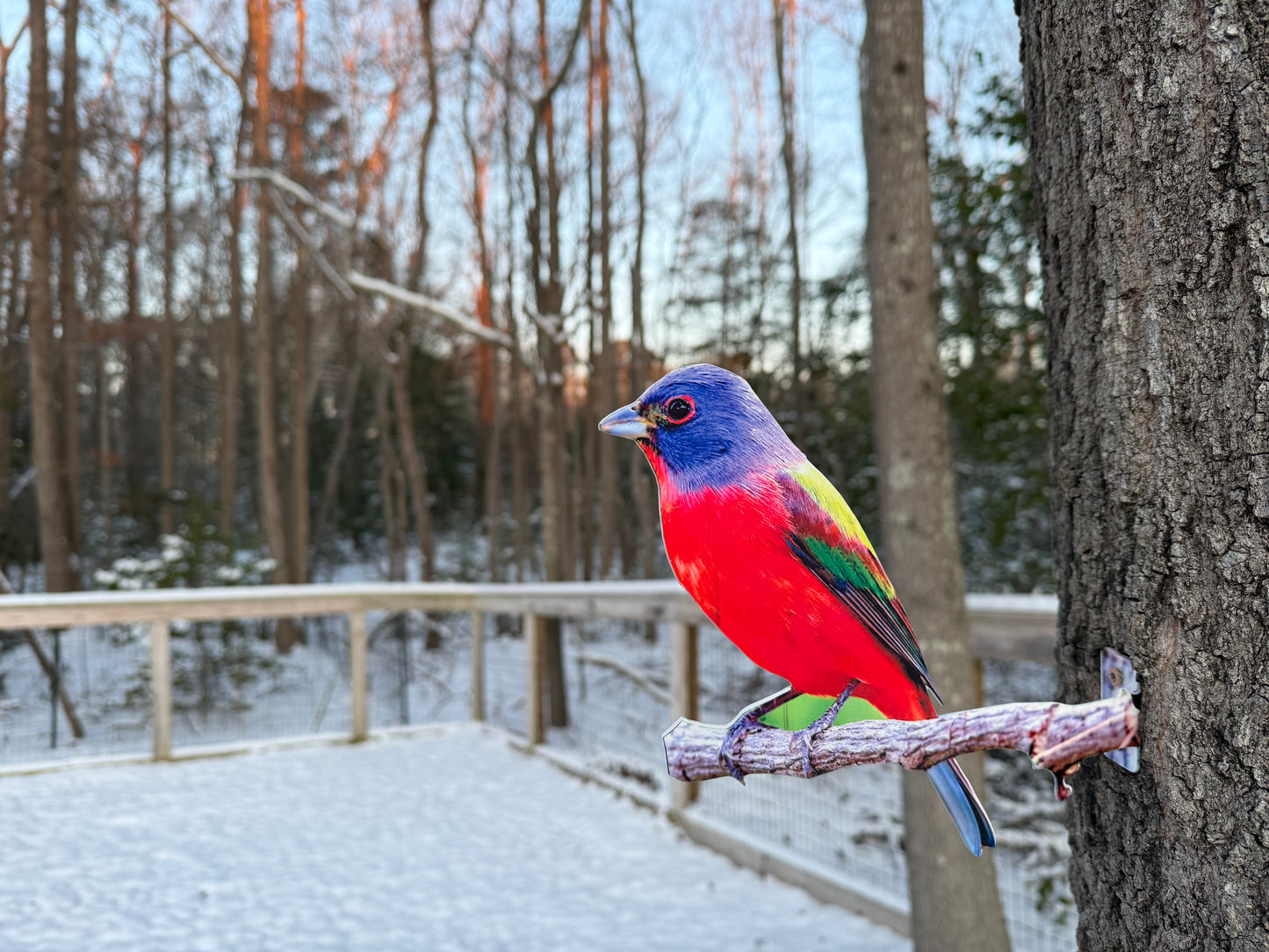Painted Bunting