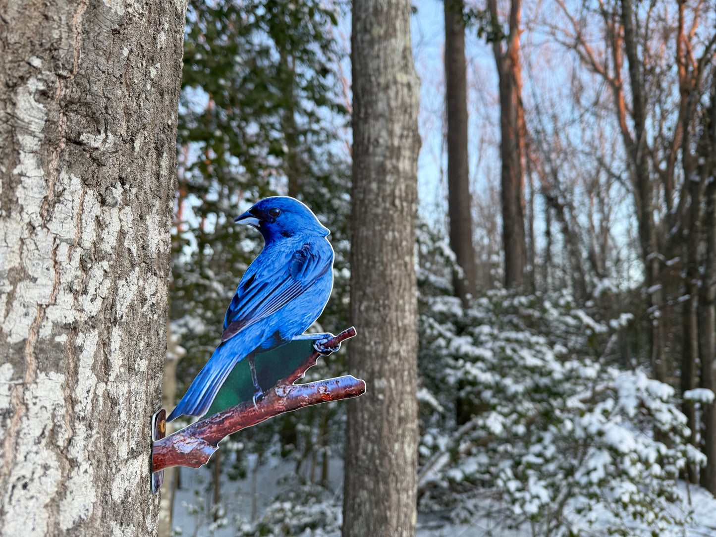 Indigo Bunting tree mount
