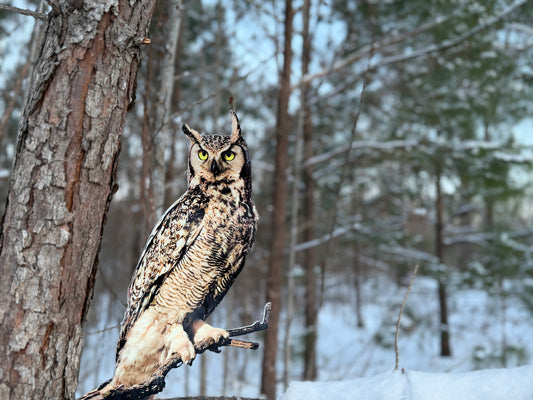 Great Horned Owl Post Mount