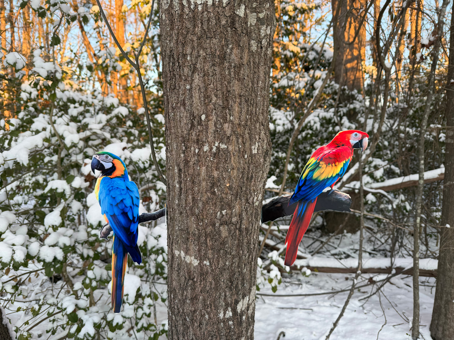 Scarlet Macaw