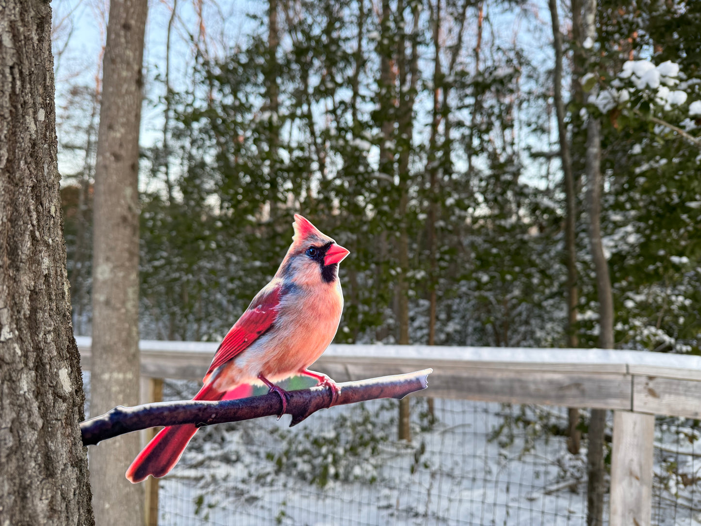 Cardinal female tree mount
