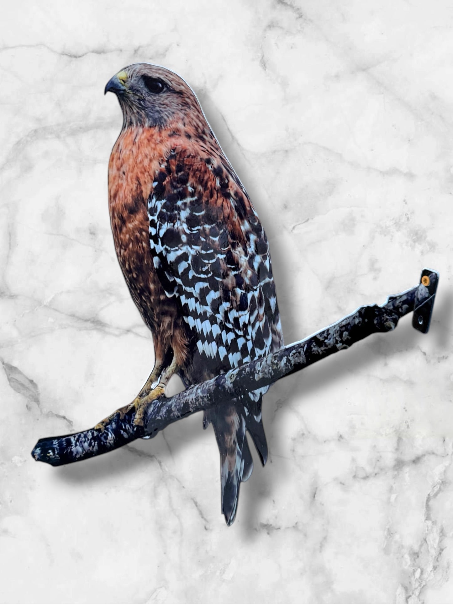 Red Shoulder Hawk