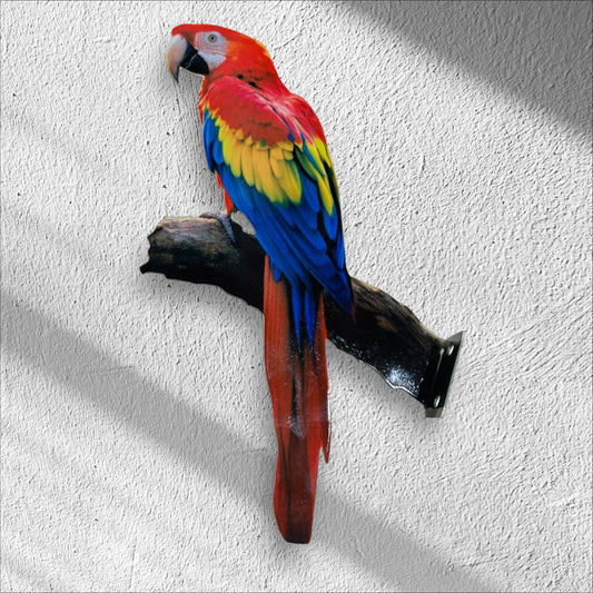 Scarlet Macaw