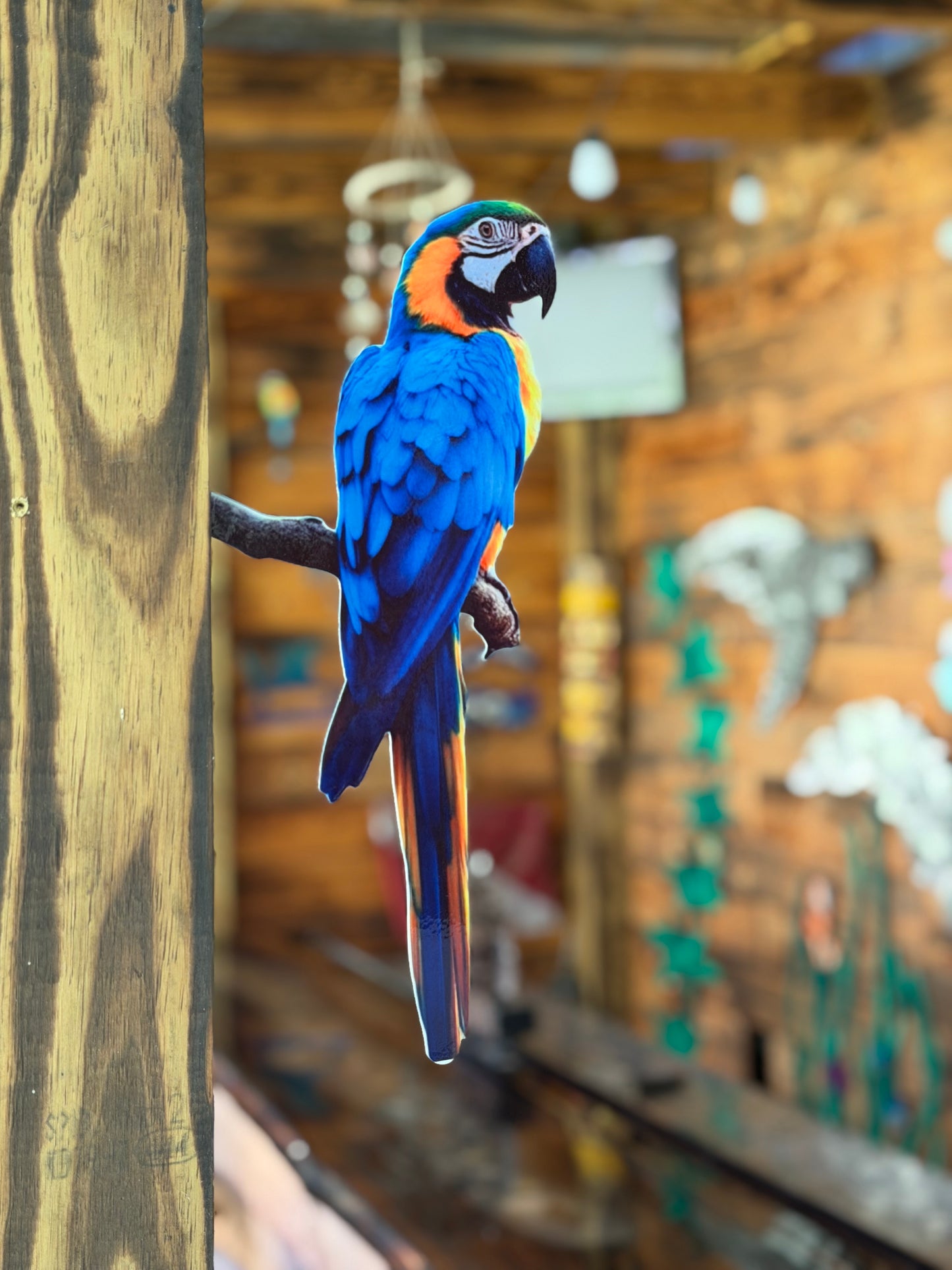 Blue and yellow Macaw tree/post mount